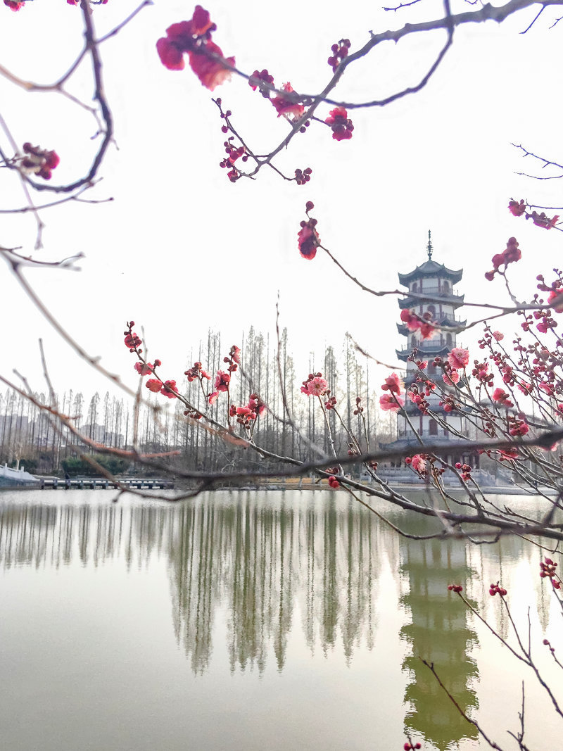 邳州：花开映春色